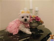 maltese puppy posted by Elegant Babies